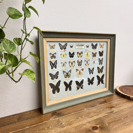 Vintage Taiwan Framed Real Butterfly Art Collection - 30 Species