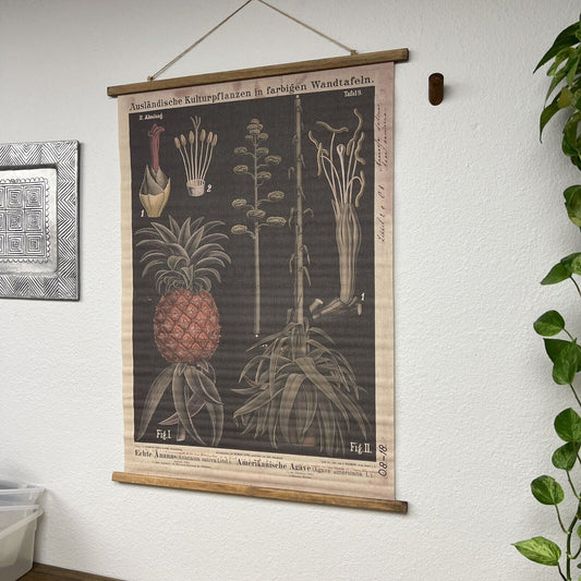 Reproduction Botanical Chart From German Original Hermann Zippel & Carl Bollmann