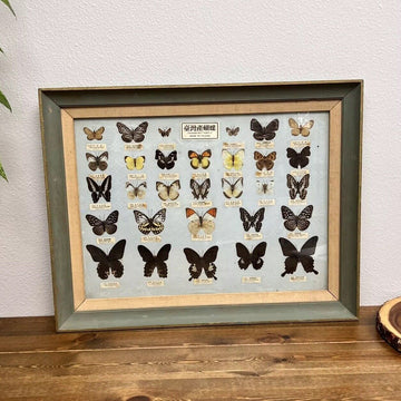 Vintage Large Framed REAL Butterfly Art Collection of Taiwan - 30 Species 27x21"