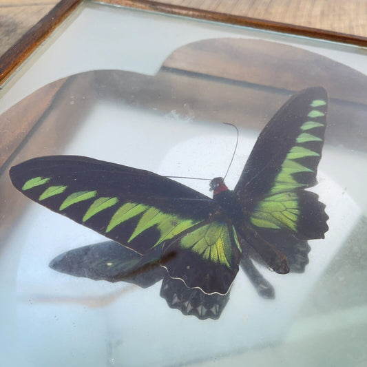 PRESERVED Green Trogonoptera Brookiana Birdwing BUTTERFLY Glass w/ Mirror Frame