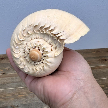 Beautiful Melon Seashell Decorative Shell