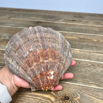 Pecten Fragosus or Nodosus Lion's Paw Scallop Shell One Side Only 6” x 6”